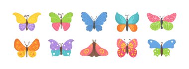 Yaz böcekleri kelebek. 