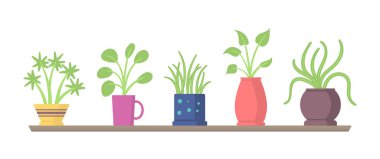 Ev yapımı bitkiler.