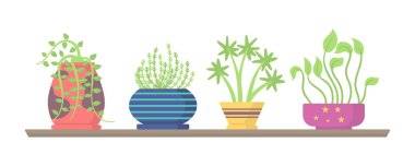 Ev yapımı bitkiler.