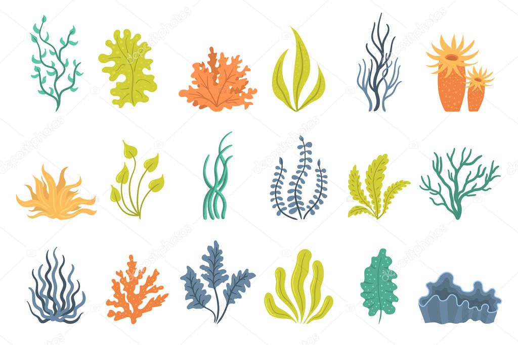Collection of seaweeds. 