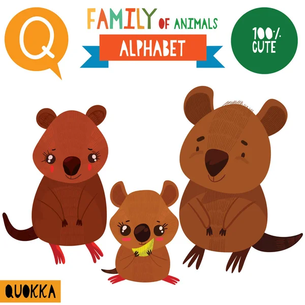 Cartoon Stil Alphabet Banner Mit Familie Der Quokka Tiere Und — Stockvektor