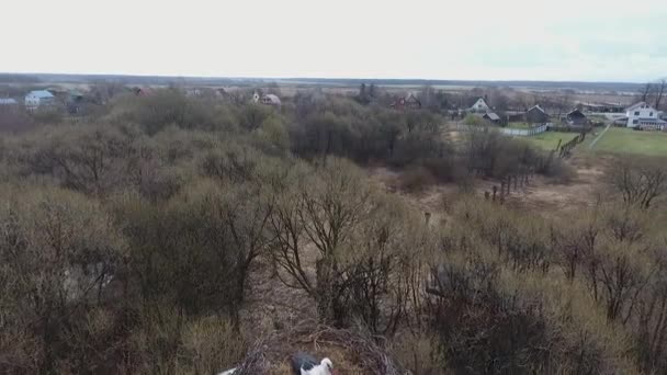 White storks made a nest on the metal water tower and is guarding eggs, — Stock Video