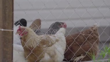 Çitin arkasındaki tavuk kümesinde farklı renkte genç bir tavuk.