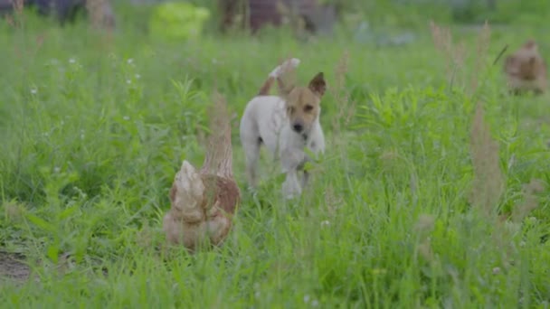 鶏は牧草地で犬のジャック・ラッセルから保護されています — ストック動画