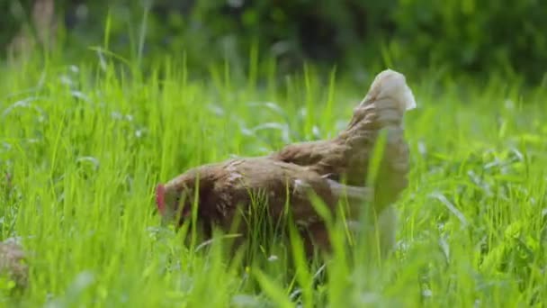 Ein Huhn wandert auf dem grünen Rasen auf der Suche nach Nahrung — Stockvideo