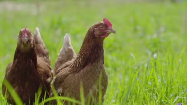 Kurczak wędruje po zielonym trawniku w poszukiwaniu jedzenia — Wideo stockowe
