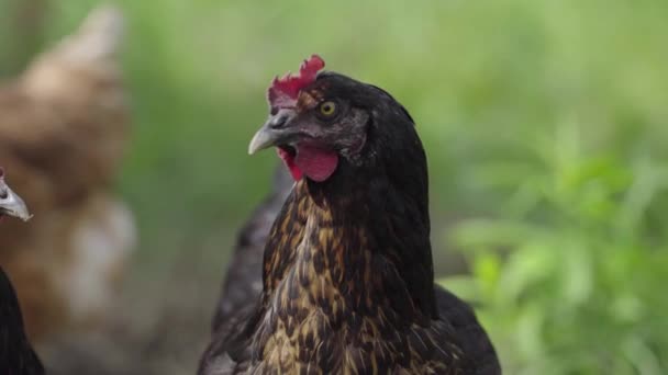 Een kip dwaalt op het groene gazon op zoek naar voedsel — Stockvideo