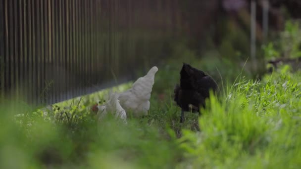 Egy csirke kóborol a zöld gyepen élelmet keresve. — Stock videók