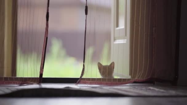 Кошка игриво прячется за входной дверью — стоковое видео