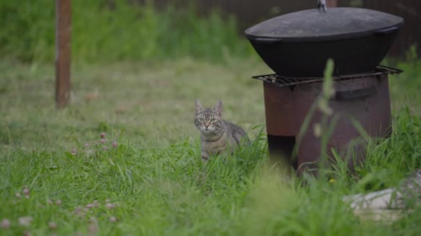 Erwachsene Katze sehr misstrauisch und sorgfältig beobachtet den geplanten Bergbau — Stockvideo