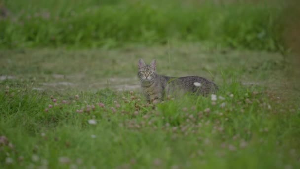 Pisică adultă foarte suspectă și atent observând mineritul propus — Videoclip de stoc