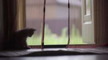 İki küçük kedi yavrusunun silueti oyun oynayarak ön kapının perdelerinin yanında kavga ediyor.