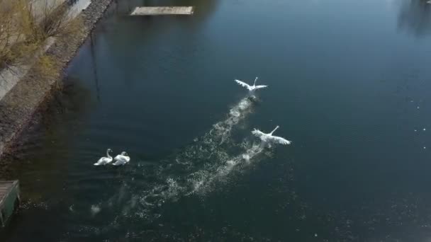 Weiße Schwäne fliegen über den Stadtweiher. Luftaufnahme — Stockvideo