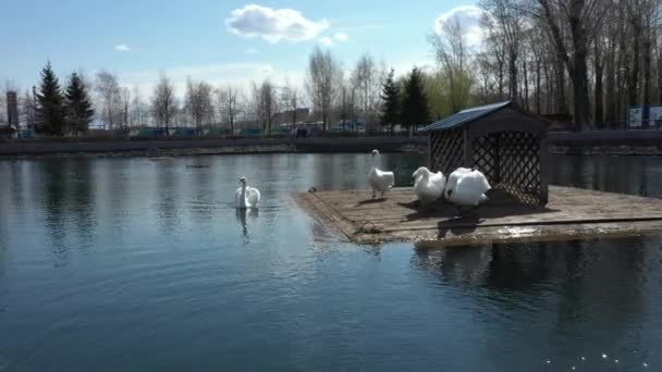 Los cisnes salen de su casa en una balsa hacia el estanque de la ciudad — Vídeos de Stock