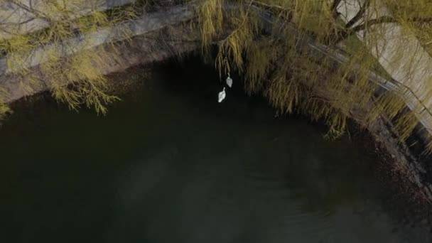 Twee witte zwanen verliefd onder bomen op een vijver in het voorjaar, vanuit de lucht — Stockvideo