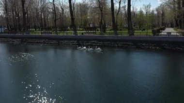 Beyaz kuğular ilkbaharın başlarında şehir havuzunda yüzerler. hava görünümü