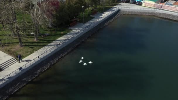 Na jaře na jaře plavou v městském rybníku bílé labutě. letecký pohled — Stock video