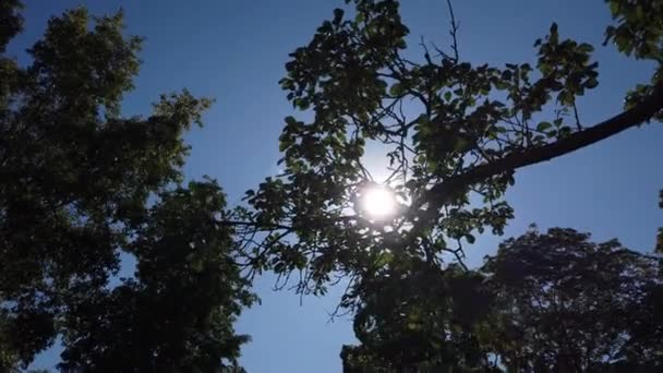 Stralen van de zon maken hun weg door de folio en takken, poppencamera shot — Stockvideo