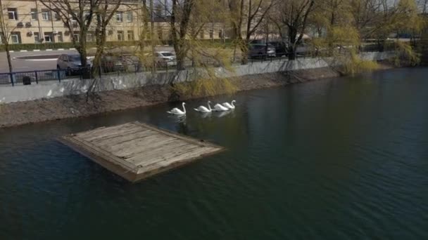 Fehér hattyúk úszkálnak a városi tóban kora tavasszal tavasszal. légi felvétel — Stock videók