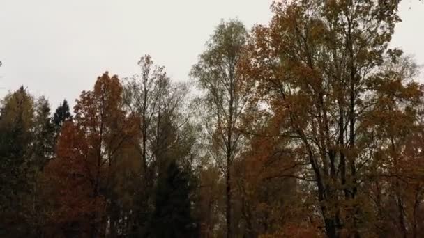 Rico bosque de otoño sobre el fondo del paisaje urbano, vista aérea — Vídeo de stock