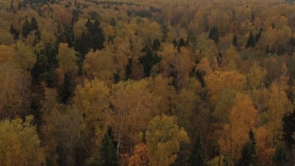 Rico bosque de otoño sobre el fondo del paisaje urbano, vista aérea — Vídeo de stock