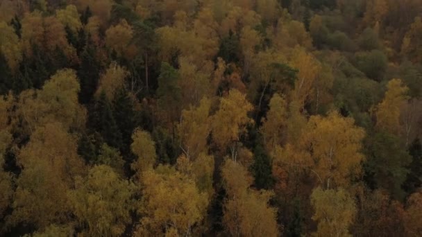 Rico bosque de otoño sobre el fondo del paisaje urbano, vista aérea — Vídeo de stock