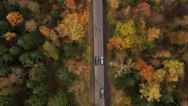 Samochody jadą wąską asfaltową drogą w gęstym, jesiennym lesie. widok z powietrza — Wideo stockowe