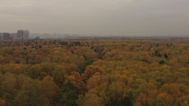 Богатый осенний лес на фоне городского пейзажа, вид с воздуха — стоковое видео