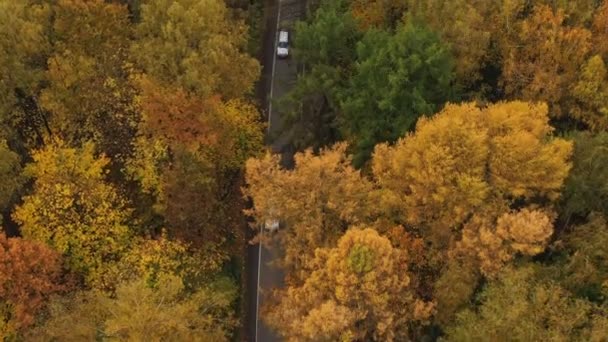 Escoltando el coche desde el aire en la carretera en el bosque de otoño — Vídeos de Stock