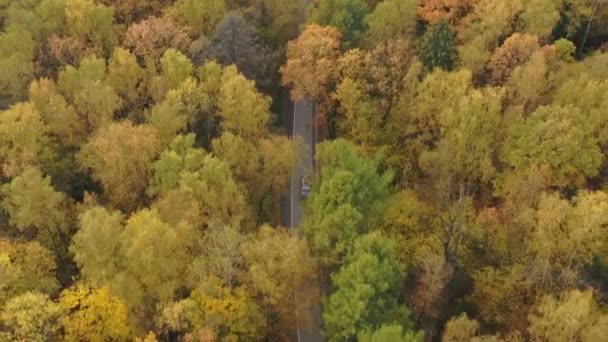 Escoltando el coche rojo desde el aire en la carretera en el bosque de otoño — Vídeos de Stock