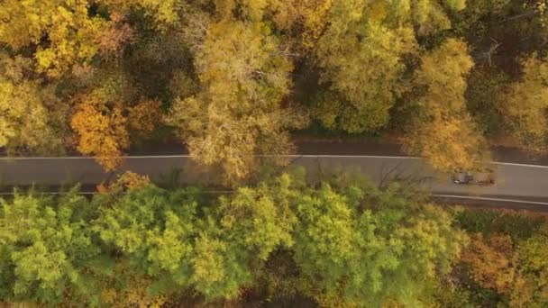 Auto guidare lungo una stretta strada asfaltata in una fitta foresta autunnale. vista aerea — Video Stock