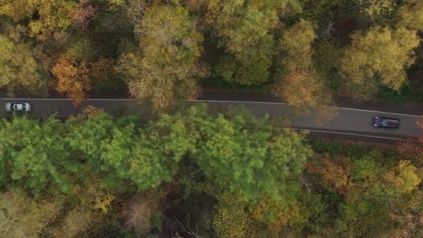 Autos fahren auf einer schmalen Asphaltstraße durch einen dichten Herbstwald. Luftbild — Stockvideo