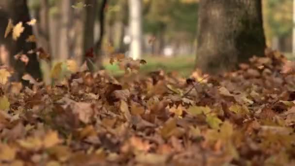 ブロワーは道端の公園からカラフルな紅葉をきれいにします。スローモーション。閉じ込めろ! — ストック動画