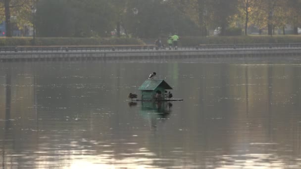 Vários patos estão em uma jangada ao longo da lagoa da cidade — Vídeo de Stock