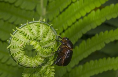 Böcek bir genç fern yaprağına tırmanıyor