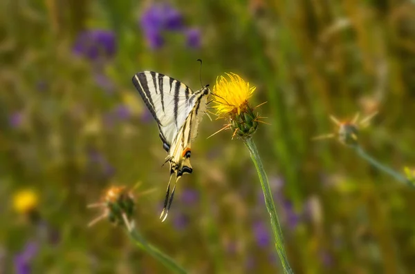 Podalirius Papillon Assis Sur Une Fleur Jaune Chardon — Photo