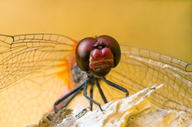 Büyük yusufçuk kırık bir dal üzerinde oturur