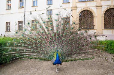 Kuyruğunu yayılmış tavus kuşu parkta yürüyor