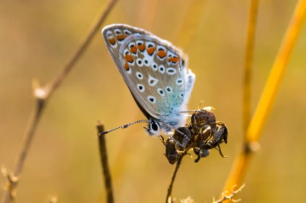 Butterfly Polyommatus Icarus sitting on a dry grass — Stock Photo, Image