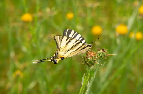 Podalirius butterfly sitting on a burdock — Stock Photo, Image