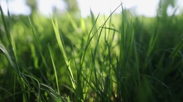 Closeup άποψη του όμορφου φρέσκο πράσινο γρασίδι έξω απομονωμένη αργή κίνηση — Αρχείο Βίντεο