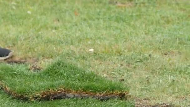 Worker puts a new piece of grass on an empty area. grass cover replacement. — Stock Footage Worker puts a new piece of grass on an empty area. grass cover replacement. Stock Video
