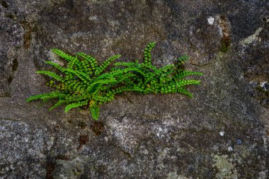 Granit duvardan homurdanan eğrelti otları, doğa dokusu arka plan.