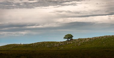 Ufukta tek bir ağaç, akşam gökyüzüne karşı, Aubrac, Lozere France