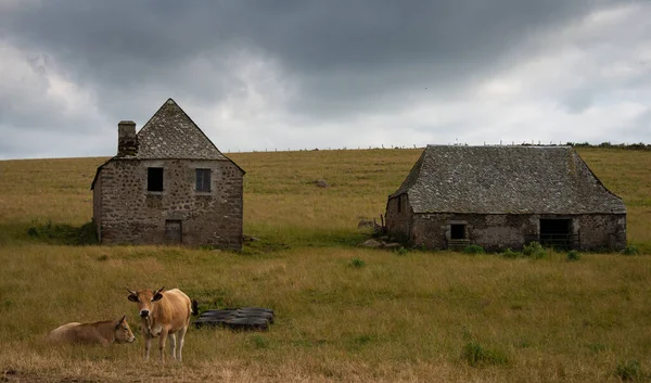 Stone built Rustic agricultural building and cows , Lozere , France .