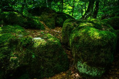Yosunlu sahil ormanı, peri masalı ormanı, lozere, Fransa