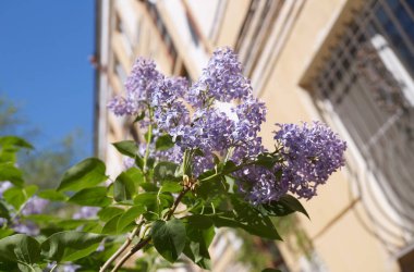 Şehir koşullarında yoğun çiçek leylak dalı