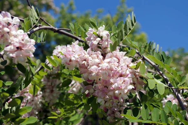 都市条件の密開花アカシアの枝 — ストック写真