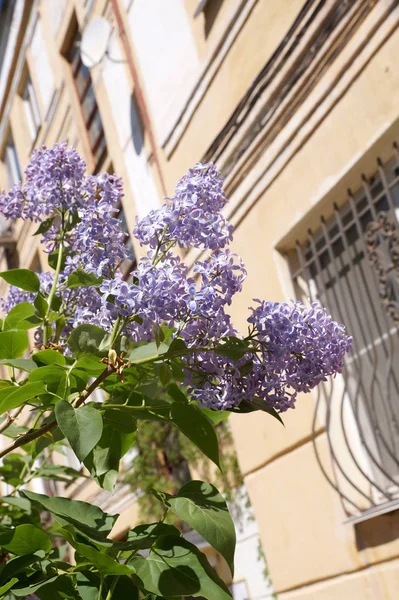Branches Densely Blossoming Lilac City Conditions — Stock Photo, Image