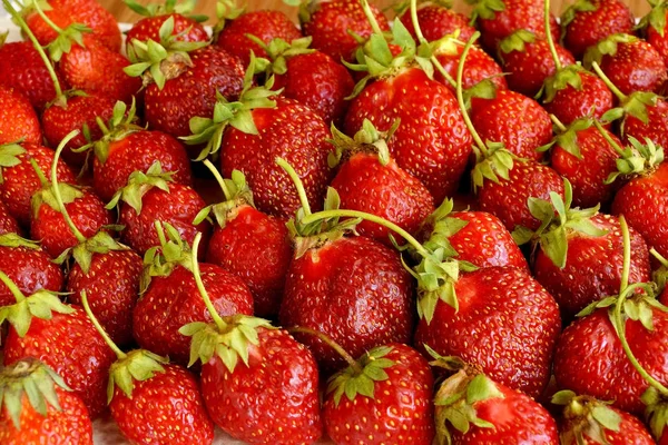 Streuung Dunkelroter Erdbeeren Aus Der Russischen Schenkung lizenzfreie Stockfotos